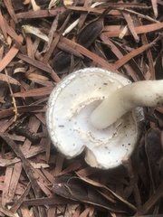 Agaricus rotalis