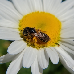 Halictus ligatus