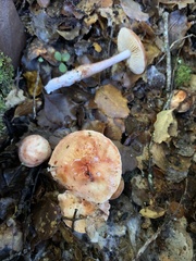 Cortinarius periclymenus