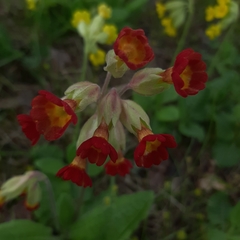 Primula veris