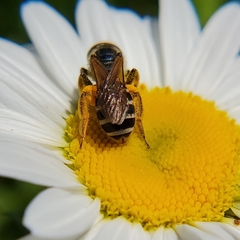Halictus ligatus