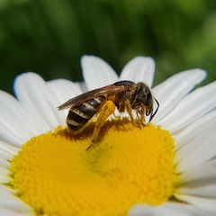 Halictus ligatus