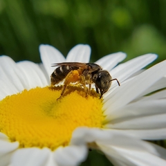 Halictus ligatus
