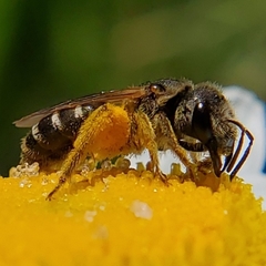 Halictus ligatus