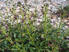 Scrophularia incisa