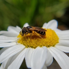 Halictus ligatus