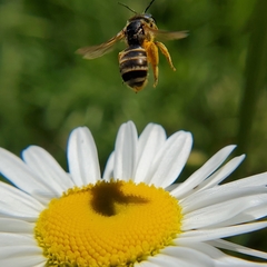 Halictus ligatus