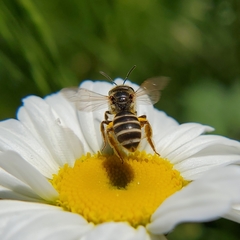 Halictus ligatus