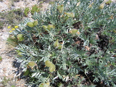 Oxytropis tragacanthoides