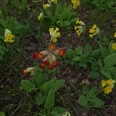Primula veris