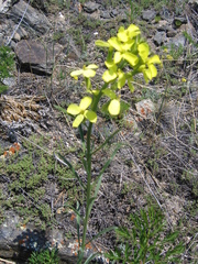 Erysimum flavum