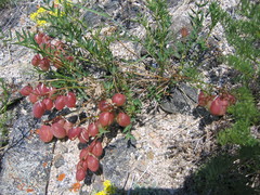 Astragalus chorinensis