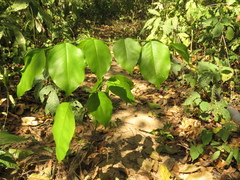 Platymiscium pinnatum