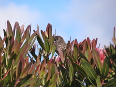 Anthochaera chrysoptera tasmanica