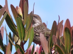 Anthochaera chrysoptera tasmanica