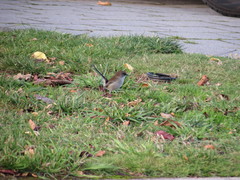 Malurus cyaneus cyaneus