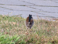 Malurus cyaneus cyaneus