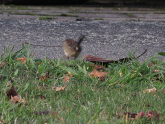 Malurus cyaneus cyaneus