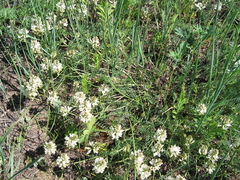Astragalus inopinatus
