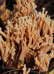 Phaeoclavulina flaccida