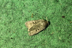 Athetis pallustris