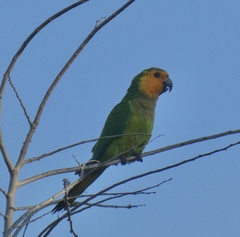 Eupsittula pertinax xanthogenia
