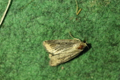Athetis pallustris