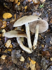 Psathyloma leucocarpum