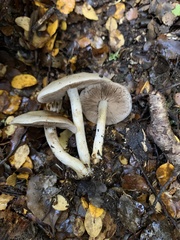 Psathyloma leucocarpum