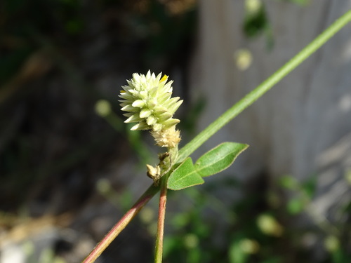 Yellow joyweed (Alternanthera flavescens)