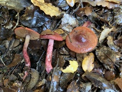 Cortinarius cardinalis