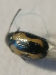 Phyllotreta striolata