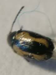 Phyllotreta striolata