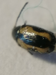 Phyllotreta striolata