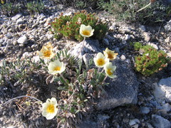 Dryas sumneviczii