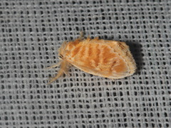 Narosa velutina