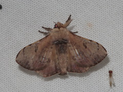Ocinara bifurcula