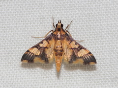 Orphanostigma angustale