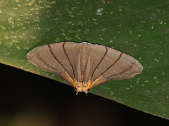 Orudiza protheclaria