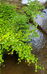 Vitis rotundifolia rotundifolia