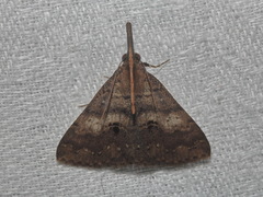 Oxaenanus brontesalis