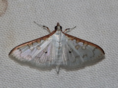 Palpita annulifer