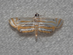 Parapoynx villidalis