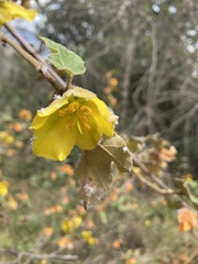 Fremontodendron