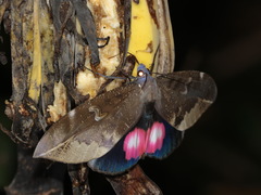 Phyllodes consobrina