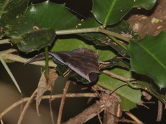Pindara illibata