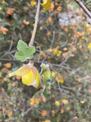 Fremontodendron