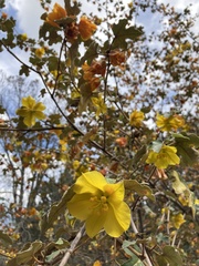 Fremontodendron
