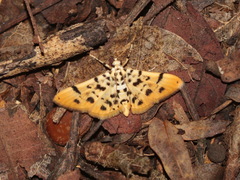 Pycnarmon alboflavalis