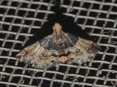 Pyralis pictalis